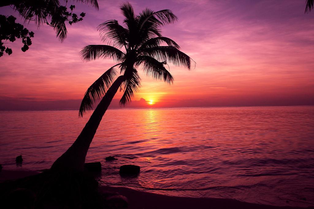 Готель Tropic Tree Maldives Ґалі Екстер'єр фото